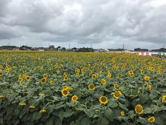 野木町ひまわりフェスティバル2018～一面のひまわりと迷路～