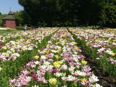 深谷グリーンパークのユリ_2018_若干見頃過ぎですが、まだ綺麗な花が沢山咲いています。（埼玉県・深谷市）