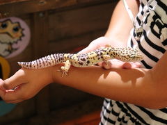 体感型動物園iZooで爬虫類と！小室山の恐竜と！触れ合う伊豆の旅♪