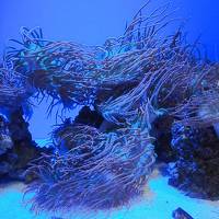 夏の北陸水族館めぐり1日目～魚津水族館編～