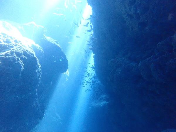 旅の4日目。ダイビング3日目は石垣島から船で竹富島、黒島へ。砂地でハゼの仲間を観察したり、上から差し込む太陽光がまるでスポットライトのように美しい洞窟を探検したり。潜りながらインストラクターさんにプチ写真教室をしてもらったり。洞窟では小さめのサメにも出会うことができました。
