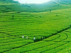 お茶とベストフレンドを訪ねてジャワ島(2)バンドン編