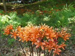 天神山古墳のキツネノカミソリ_2018（2）_綺麗な花が沢山咲いて、見頃になりました。（群馬県・太田市）