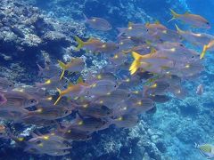 真夏の石垣島（９）黒島ダイビング・魚の群れにまみれ「秘密のオアシス」では小さい魚たちから目が離せないっ！