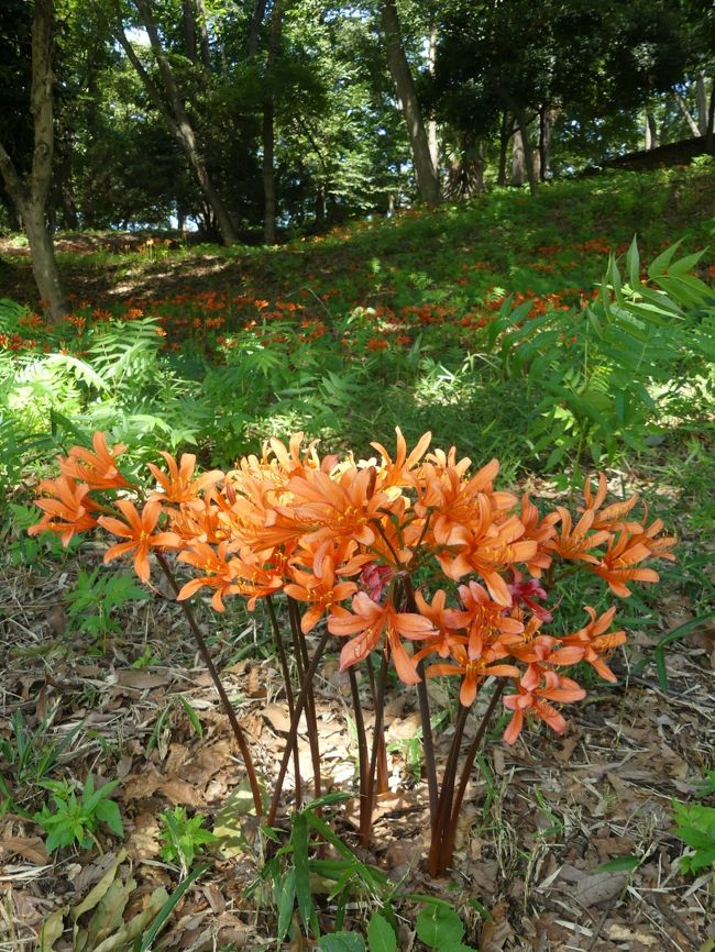 前回（７月２９日）訪れたときは、花が少なくて枯れた花も目立ち、見頃は過ぎたのかと思いましたが、今回（８月３日）再訪したら、綺麗な花が沢山咲いていました。見頃が過ぎていたのではなくて、これからが見頃です。７月に続いた高温で開花が遅れていたか、あるいは咲いてもすぐに枯れたようです。それが、先日の（台風１２号の）雨によって水分が補給され、一斉に芽を出して開花したのではないでしょうか。