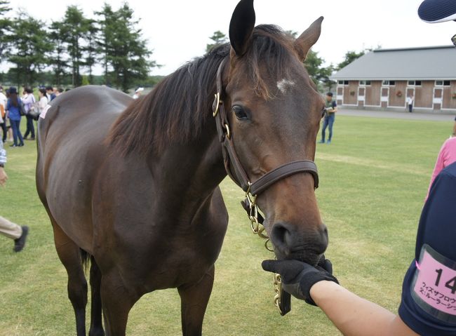 毎年参加している、競走馬一口クラブ<br />「シルクホースクラブ」の新規募集馬見学ツアーに行って来ました。<br /><br />主な移動手段<br /><br />7月27日<br />大宮→八戸  東北新幹線はやぶさ<br />八戸→苫小牧 シルバーフェリー<br /><br />7月28日<br />終日見学ツアー<br /><br />7月29日<br />終日見学ツアー<br />南千歳→函館  特急スーパー北斗<br /><br />7月30日<br />函館→成田 バニラエア<br /><br />画像のみ中心の投稿となります