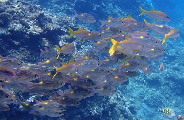 真夏の石垣島（９）黒島ダイビング・魚の群れにまみれ「秘密のオアシス」では小さい魚たちから目が離せないっ！