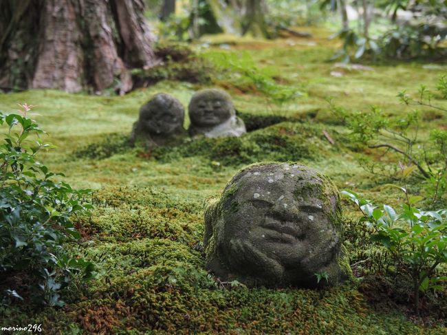 京都での慶事に出席するため、2日前から出掛け奈良・京都を散策することにしました。<br />とは言え、危険な暑さが続き「不要な外出は控えるように」とか、過去にない経路の台風12号が接近するなど、不安な旅となりました。<br />2日目は、京都大原から下鴨神社あたりを散策しました。