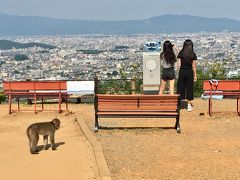 盛夏の嵐山モンキーパーク