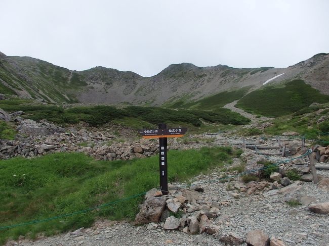  　　　山歩き 山梨県南アルプス市　仙丈ヶ岳(初日)　3033M (標高差1100M弱)　　藪沢・重幸ルートを登る 日本百名山および花の百名山　　全行程　5時間30分　　北沢峠～（2時間16分）雪渓～（1時間37分）大滝の頭への分岐～（34分）丹渓新道への分岐～（1時間3分)仙丈小屋<br />「日時」2017年8月4日　晴れ<br />「アクセス」バス停芦安より山梨交通広河原行きのバスに乗り、終点広河原で下車（所要60分）、南アルプスバスの北沢峠行きに乗り継ぎ終点下車（所要25分）。芦安バス停1番のバスに乗る予定であったが、甲府からのバスが満車に近く、芦安バス停で十数名積み残し。芦安観光タクシーも満杯。芦安バス停は温泉旅館も多くあるので、山シーズンの時は、芦安バス停発の臨時便を用意しておく必要があるのではないか？山梨交通の配車予測の不足、同じ山梨交通でも山梨富士急バスとは違い、大いに対応に欠ける<br />「コース概要」高校時代の仲間6人と歩く。 (9;32)(0;00)出発。計画より1時間遅れで出発。こもれび山荘を右上に見上げる道を進む。(0;10)分岐。左の 藪沢・重幸ルートに入り急下りする。100ｍほど下る。(0;17)大平山荘通過。緩やかに登る。丸木橋を渡り、少し急な登りに入る。少し急、緩やかを繰り返し登る。(0;44)鋸岳ハンの木展望台に到着。休憩。(0;49)出発。すぐに九十九折れの急登りが始まる。 まだ急登りが続く。(1;34)木の根急登り。8分ほど休憩。(1;46)一旦急登り終了し、迂回路に入る。ピークを1つ越え、下る。(2;01)正規のルートに入る。直ぐに沢沿いの道に出て、小橋を渡り沢の左岸を登る。(2;16)雪渓が現れ、その脇の少し急な道を登る。(2;29)ロープのある急登りがある。すぐにザレ場の急登りが続く。(2;43)休憩。(2;50)出発。少しきつい登りが続く。(3;23) 昼食をとる。(3;45)出発。(3;53)分岐を右上へ（左は藪沢小屋経由大滝の頭へ）。12分ほど急登りが続く。(4;05)馬の背ヒュッテに到着。休憩。(4;13)出発。少し急な登りの鹿よけのネットの間を登る。(4;27)分岐を左へ（右は丹渓新道）。短い急登りがあり直ぐに平坦な道を3分ほど歩く。ピークを1つ越え、又石の急登り。(5;05)休憩。(5;11)出発。また石の少し急登り。２分ほど休憩。休憩時間が多くなる。最後の急登り。(15;02)(5;30) 仙丈小屋に到着。手続きを済ませ、夕食後、20時ごろには就寝。本日のコース、前半の大平山荘からの1.5時間の急登り、その後の少し急登り、または急登りで、ほとんど平坦な登山道は無く大変きつかった。休憩を7～8回取りました。しかし花の百名山の名に相応しく、出会った花は60種以上、登山途中の疲れを癒してくれました<br />