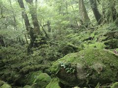 屋久島：白谷雲水峡（苔むす森)  後編