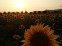 岡山☆笠岡ベイファームのひまわり畑の夕陽