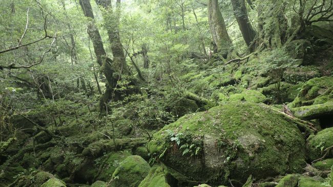 屋久島 白谷雲水峡 苔むす森 後編 屋久島 鹿児島県 の旅行記 ブログ By だいちゃんさん フォートラベル