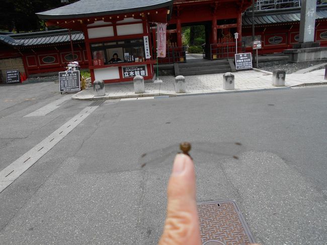 表紙の写真は中禅寺仁王門前で撮影したもの。<br />朱塗りの仁王門を中心にしてカメラを構えると<br />トンボが飛んできて私の左の人差し指の上に静かに止まった。<br />指を立ててみても彼（彼女？かな）は逃げない。<br />「随分人慣れしているなぁ～。<br />私のことを好きになってしまったのだろうか？」と<br />思いながら指を立てたままトンボを驚かさないように<br />柔らかくシャッターボタンを推したためかカメラ目線が<br />下がってしまい肝心の仁王門はトンボの背景の一部に<br />なってしまった。<br />今回の表紙写真の主人公は中禅寺のトンボくんである。<br /><br />実は坂東三十三か所札所めぐり３回目は当初の計画では<br />鎌倉の札所をお参りする予定だった。<br />しかし今年の夏のあまりの暑さに嫌気がさして<br />七十路（ななそじ）前の私の体を労わるため少し足を延ばして<br />日光の札所18番の中禅寺立木観音をお参りすることにした。<br /><br />中禅寺を訪れると日中の日差しはまだ厳しさが残っていたが<br />緑陰に入るとひんやりした冷気を感じることが出来た。<br />中禅寺までの湖畔の道は湖から心地よい風が吹いて来て<br />私の体を清涼な空気で包んでくれた。<br />しばらく歩いていると風に運ばれるように華奢な体つきをした<br />トンボたちが私の周囲を舞飛び始めた。<br />ここは下界の暑さより一足早く秋が忍び寄って来ていた。<br />中禅寺ではもう小さな秋が始まっていたのだ。<br /><br />以下で18番札所の日光山中禅寺立木観音日帰りの報告を致します。<br /><br />