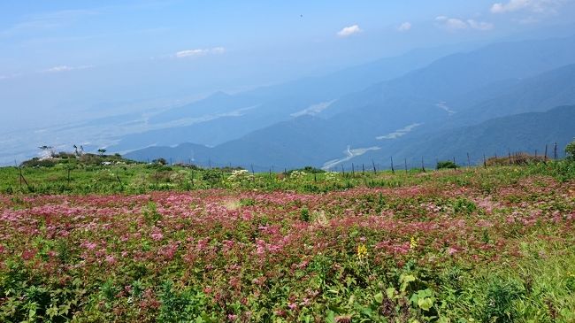 夏の暑い下界を離れて滋賀県にある伊吹山のお花畑にハイキングに行ってきました。<br />シモツケソウが満開で夏の高山植物がたくさん見れました。かわいらしい夏のお花を楽しんで下さい♪