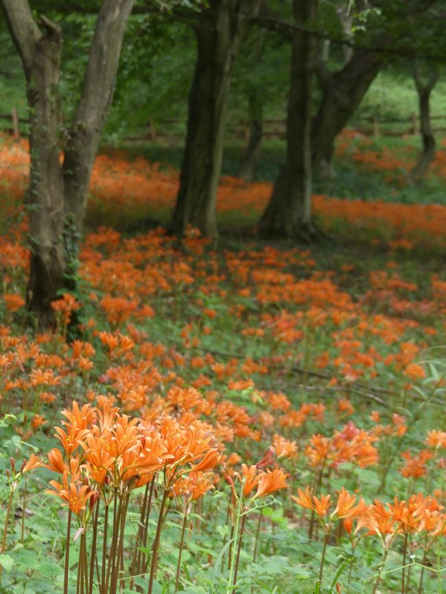 栃木市岩舟町の「みかも山公園」へ、キツネノカミソリを見に行きました。公園のほぼ中央にある中岳の、東側の斜面に群生しています。（中岳の北側の斜面にはカタクリが群生しています：カタクリの園）東側の舗装路から階段を上がっていくと、斜面全体がオレンジ色に見えるくらい、沢山のキツネノカミソリが咲いています。中には傷んだ花もいくつかありますが、全体的には今が見頃だと思います。蕾もあるので、花の数はもう少し増えるかもしれません。<br /><br />旅行記作成に際しては、みかも山公園のパンフレットやホームページ、および関連するネット情報などを参考にしました。