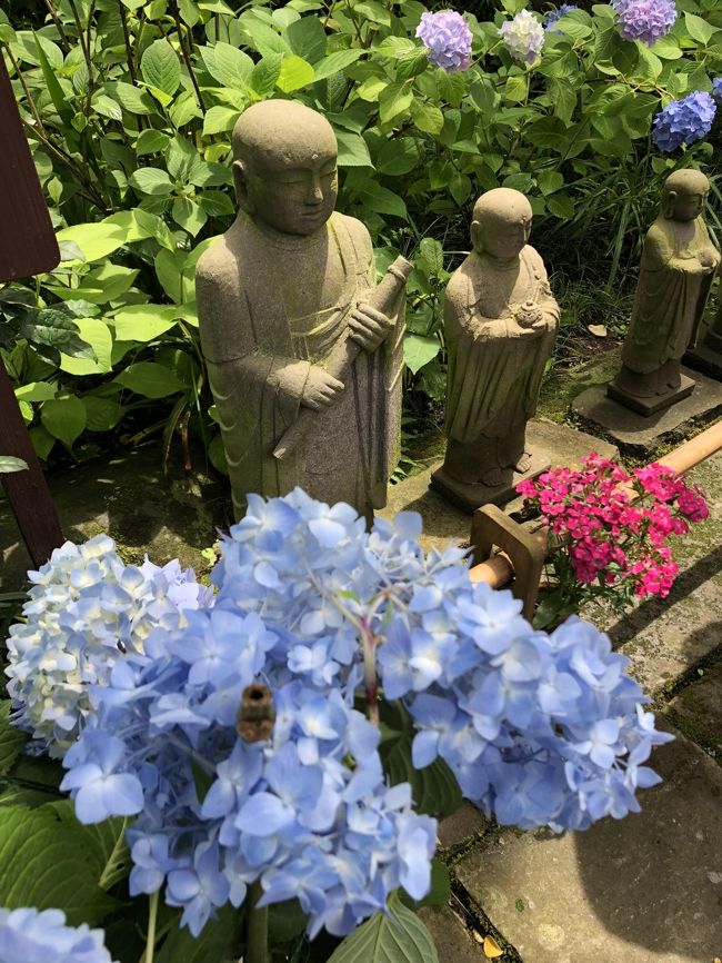 6月初旬 梅雨の鎌倉は あじさい 花の街<br />寺社巡り あじさい巡り<br />北鎌倉から扇ガ谷、小町通り、比企谷、極楽寺<br /><br />https://boccitabi.net/category/category/region/kamakura/<br /><br />