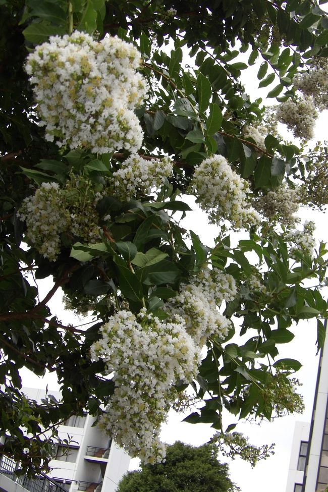 　暑い中では街路樹の花の色がどうだこうだとは思わないものだ。今日は昨日の酷暑からは10℃以上も低いとあって、街路樹として植えられているサルスベリの花の色に気が付いた。そもそもサルスベリの街路樹は珍しいだろう。<br />　明治学院大遠望橋下周辺では街路樹は花の色が白のサルスベリが多い。一方、正門入口のガーデンハウス、戸塚ヒルズが並ぶ前の通りの街路樹は花の色が赤のサルスベリが多い。<br />　交互に赤と白を植え、紅白の花の街路樹にするとかやり方はあっただろう。<br />（表紙写真はサルスベリの白い花）