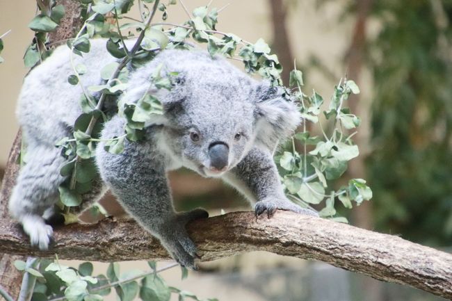ニーナちゃんに会いたくて夏の多摩動物公園へ レッサーパンダのリンゴタイムも逃さずに３度の正直で会えたコアラのお寝坊ニーナちゃん 水風呂に浸かる動物たちなど夏ならでは魅力も満載 日野 昭島 東京 の旅行記 ブログ By まみさん フォートラベル