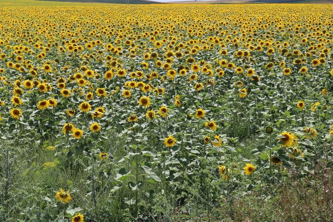 ひまわりは夏の暑い時期の７月から８月頃に咲く花だと思っていましたが<br />アンダルシア地方は5月下旬から６月上旬までが見所だと知りました。<br />ちょうど旅行にいく日程がこの時期です。<br />ならば、このチャンスを逃してはならないと思い予定を組みました。<br /><br />カルモナ　★6/10(日）ロンダ　→　セテニル　→　カルモナ　→　セビーリャ<br /><br />　日程<br />5/30(水）ポートランド　→　サンフランシスコ　→　ニューアーク<br />5/31(木）リスボン　→　エボラ　→　エストレノモス<br />6/01(金）エストレモス　→　メリダ　→　トリヒーリョ　→　カセレス<br />6/02(土）カセレス近郊　→　アビラ　→　セコビア<br />6/03(日）セコビア　→　トレド　→　コンスエグロ　→　アルマグロ<br />6/04(月）アルマグロ　→　ウベダ　→　バエサ　→　ハエン<br />6/05(火）ハエン　→　コルドバ<br />6/06(水）コルドバ　→　グラナダ<br />6/07(木）グラナダ<br />6/08(金）グラナダ　→　サロブレーニャ　→　ネルハ　→　フリヒリアナ<br />6/09(土）フリヒリアナ　→　マラガ　→　ロンダ<br />6/10(日）ロンダ　→　セテニル　→　カルモナ　→　セビーリャ<br />6/11(月）セビーリャ<br />6/12(火）セビーリャ　→　タヴィラ　→　ファーロ　→　ラ－ゴス<br />6/13(水）ラ－ゴス　→　サグレス　→　アルブフェイラ　→　リスボン近郊<br />6/14(木）リスボン　→　ロンドン　→　サンフランシスコ　→ポートランド自宅