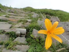 お花の時期の月山に登るのは初めてのnimame/今日もどんな花に会えるか楽しみです♪④