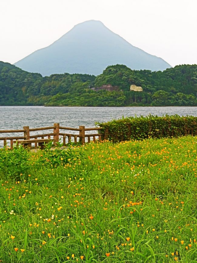 池田湖（いけだこ）は、鹿児島県の薩摩半島南東部にある直径約3.5km、周囲約15km、ほぼ円形のカルデラ湖。九州最大の湖である。湖面の標高は66m、深さは233mで、最深部は海抜-167mとなる。湖底には直径約800m、湖底からの高さ約150mの湖底火山がある。池田湖を含む窪地地形は池田カルデラと呼ばれている。古くは開聞の御池または神の御池と呼ばれており龍神伝説がある。 <br />1978年9月3日には指宿市池崎地区の住民約20名によりイッシーが目撃され、全国で報道されたため有名となる。湖に生息する市天然記念物のオオウナギは体長が2mに達する個体もあり、これが正体ではないかとも言われている。イッシーの正体は今も不明のままである。<br />（フリー百科事典『ウィキペディア（Wikipedia）』より引用）<br /><br />池田湖パラダイス　については・・<br />http://www3.synapse.ne.jp/ikepara/top2/top2b.htm<br /><br />7つの観光列車でめぐる7県周遊・鉄道ロマンの旅4日間　　トラピックス<br />3日目　５月２０日（日）<br />ホテル（7：30発）＝＝○池田湖（25分）＝＝○JR西大山駅（20分）＝＝JR指宿駅＝＝＜（5）「指宿のたまて箱」（約50分）＞＝＝JR鹿児島中央駅（12:04発）＝＝＜九州新幹線さくら（44分）＞＝＝（12:48着））JR新八代駅＝＝バス＝○高千穂峡（約50分）＝＝阿蘇内牧温泉＜19：00着＞<br />【バス走行距離：約109Km】 　　 ３泊目：阿蘇ホテル二番館 http://www.asohotel.jp/<br /><br />九州とは、豊前、豊後、筑前、筑後、肥前、肥後、日向、大隈、薩摩　この九つを指している。<br />豊前豊後を合わせて豊州（ほうしゅう） 今の北九州＋大分。<br />筑前筑後を合わせて筑州（ちくしゅう） 今の福岡。<br />肥前肥後を合わせて肥州（ひしゅう） 今の佐賀＋長崎＋熊本。<br />日向が日州（にっしゅう） 今の宮崎。<br />大隈が隈州（ぐうしゅう） 今の東鹿児島。<br />薩摩が薩州（さっしゅう） 今の西鹿児島。<br />この六州ということになる。豊前・豊後・・・を数えて九つある。<br />（フリー百科事典『ウィキペディア（Wikipedia）』より引用）