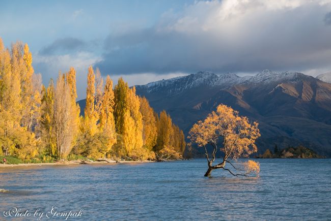 Kia ora! 秋のニュージーランド南島ドライブ旅行（１４）氷河ヘリハイクはあきらめ、黄葉真っ盛りのWanakaに戻る