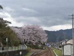 二度と見えない三江線からの桜
