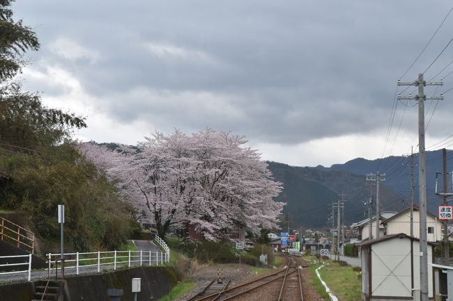 今年三江線が惜しまれながら廃線になりました。昨年、三江線から観える桜は今年が最後という事で頑張って行ってきました。