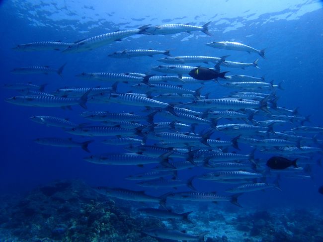 ２回目のプーケット！<br />前回はシミラン諸島を巡るダイブクルーズで、プーケットはカタで前泊・後泊のみ。今回はプーケットのパトンステイでデイトリップのダイビングです。毎晩の外食、３回のマッサージ、キャバレーショーや象乗り、ビッグブッダの観光など、前回は体験できなかったプーケットを満喫しました！