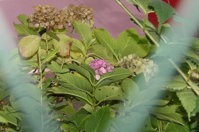 　しらぎく幼稚園の庭をフェンス越しに覗いてみると、1株の紫陽花に1輪だけ花が咲いている。しらぎく幼稚園には何株かの紫陽花が植えられているようだが、姫紫陽花（西洋紫陽花）がこの時期に開花することは稀なので、見渡してもこの1輪しか見付けられなかった。<br />（表紙写真はしらぎく幼稚園の紫陽花）