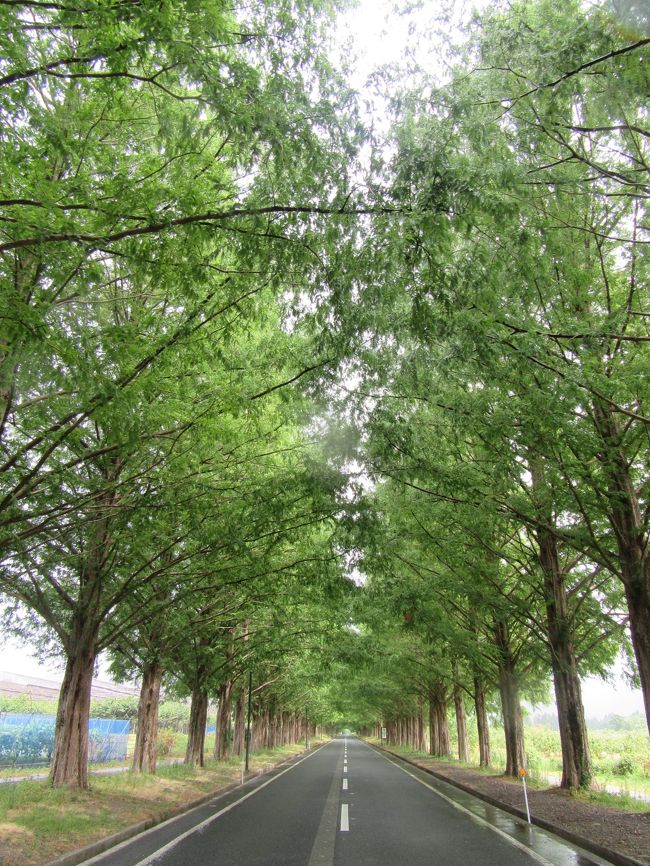 2018年夏の気分転換の旅。<br /><br />短期間で行けて、まだちゃんと見てない所はどこだ?と考えて、以前から信長の焼き討ちにあって、それでも確りとした基盤があってすぐに立ち直った比叡山に行ったことがないことを思い出し、そうだ、琵琶湖周辺にはそれ以外にも見どころが結構あるぞ!ってことで、琵琶湖一周することに。<br /><br />いつものことながら思い立ってすぐ出掛けたことで、事前調査が不十分な凸凹旅になったが、まぁ旅行三昧らしい旅かな。<br /><br />☆☆☆<br />まず初回投稿は季節と天気がどうかと思いながら訪ねたメタセコイア並木。<br />いやぁ、ここは凄い。小雨でも深緑のメタセコイアの景色は素晴らしかった。<br />雨が降ってて人が少なかったのもあり、要らないモノが何も入らない深緑のメタセコイアを観ることができ、超満足した。<br />戦国時代、歴史を左右する大イベントが繰り返された琵琶湖北岸の地。このあたりを巡るだけでも、旅行三昧をワクワクさせてくれた。<br />☆☆☆<br /><br />【1】戦国時代の重要拠点、海津浜の石積み、深緑のメタセコイア並木道と近江の厳島<br /><br />では、滋賀琵琶湖一周の凸凹旅。お楽しみ頂ければ幸いです。<br /><br /><br />旅旅旅-- 旅行三昧 --旅旅旅