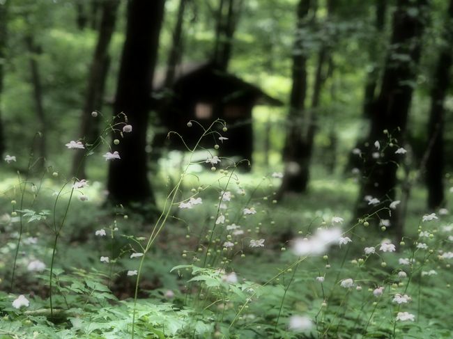 今年の夏旅は、たんばらラベンダーパークや赤城自然園で花と緑に癒され、石段の街、伊香保の湯でまったり。リフレッシュできた群馬の旅でした。