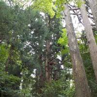 御朱印あつめ 白山ひめ神社