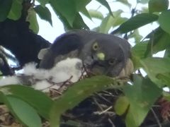 馬場花木園　鷹の子育て　抱卵から巣立ちまで