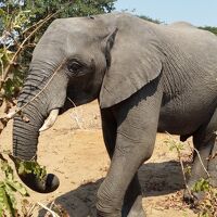 10日間の南部アフリカ４か国周遊感動体験　3日目　チョベ国立公園