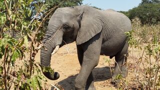 10日間の南部アフリカ４か国周遊感動体験　3日目　チョベ国立公園