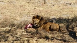 南米大陸から意外に近いアフリカ大陸 ３度目のアフリカ探索の旅ー南ア航空 ヨハネスブルグ空港 インターコンチネンタルホテル等 ヨハネスブルグ 南アフリカ ヨハネスブルグ 南アフリカ共和国 の旅行記 ブログ By コタ Kota １号さん フォートラベル