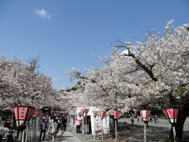 今年の桜鑑賞はどこに行こうかと考えていましたが、ちょうど天気も良さそうで、三嶋大社と身延山が周れるバスツアー（旅行代金 8,490円）があったので、1週間前に予約。<br /><br />新宿を8時半に出発し、まずは江間でイチゴ狩りです。<br />ツアーで行くイチゴ狩りなので期待はしてなかったのですが、大粒で甘いイチゴでビックリ。たっぷりいただきました。<br /><br />続いて三嶋大社に向かい、澄み切った青空のもと、満開の桜を楽しみました。<br /><br />最後は身延山久遠寺へ。<br />到着したのが16時前で、天気も曇ってしまいましたが、こちらでも満開の様々な枝垂れ桜を楽しめました。