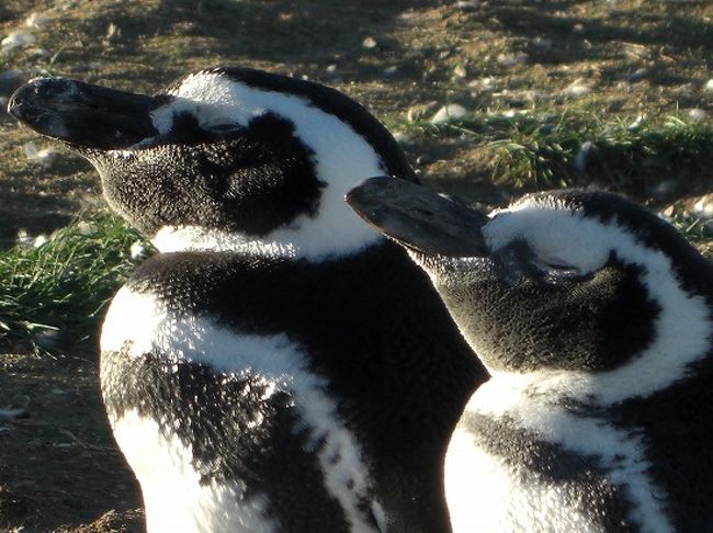 チリ①　ペンギンだらけ！プンタアレーナスでペンギンコロニーを見に行こう！