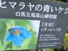 白馬五竜高山植物園　信州山の花を求めて　その1