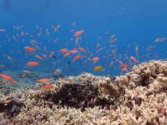 島旅エネルの２０１８　７月 西表 船浮 網取編　その２