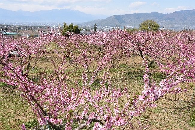 ピンクに染まる桃の花の桃源郷は1年に1回のYAMAの楽しみの1つです。<br /><br />例年よりも早く暖かくなったため影響はいろいろと出ています。先週は谷川の馬蹄形で雪が少なく踏み抜きには注意しなければならないし。<br /><br />花の咲く時期が前倒しになり当初予定していたより2週は早いでしょうか。釈迦堂に来るまで花が終わっていないか心配でしたがピンクに染まる景色を仲間と共有できて本当に良かったです。この景色を見るだけで1年幸せが訪れそうですね。<br /><br />●コースタイム：5時間（休憩1時間10分込）<br />勝沼ぶどう郷駅 9:25 - 10:28 釈迦堂遺跡博物館 10:42 - 11:11 蜂城山登山口 11:14 - 11:46 蜂城山 12:07 - 12:48 神領山 13:00 - 13:31 大久保山 13:46 - 13:54 甲斐いちのみや大文字焼き 13:59 - 14:31 釈迦堂遺跡博物館のベンチで宴会<br />バスでぶどうの丘の天空の湯へ。