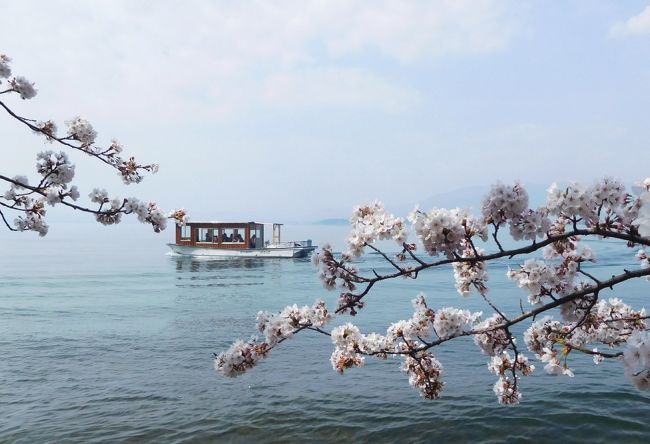 「海津大崎・長浜豊公園・余呉湖 ぐるっと琵琶湖1周 桜イイとこどり決定版 日帰りツアー」に参加して、お花見を楽しみました。<br />4月3日はお花見には早すぎると予想していたのですが、今年の桜は4月に入り、一挙に開花。例年の開花は4月第2週の海津大崎で5分咲きでした。<br />バスツアーなので、駐車場の心配が無く、のんびりと、お花見ができました。<br />3食付、お土産付きで、約9000円とは、コスパ最高!<br />