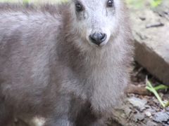 埼玉こども動物自然公園の昼と夜（後編）妖精のようなカモシカの赤ちゃんやチビプーズー＆久しぶりのサイチョウ舎の北園～大雨のペンギンヒルズやレッサーパンダのみやびちゃん大活躍のナイトズー