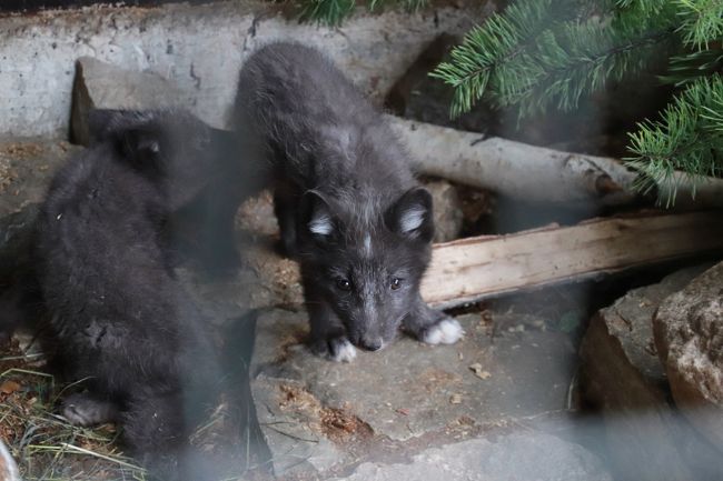 2018年シベリア・サハ共和国ヤクーツクへの旅（20）ヤクーツク動物園Orto Doidu：思いがけず会えた黒ギツネの赤ちゃんたち＆ホッキョクグマのロモノーソフくんとコルィマーナさん～日本の動物園であまり見ない動物たちもたくさん！