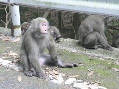 屋久島：最終日