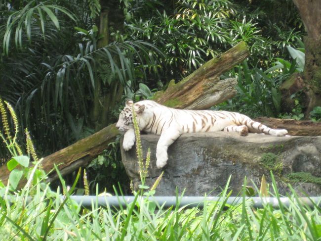 ６日目旅程<br /><br />シンガポール動物園<br />オーチャード　ION<br />フォートカニング　リャンコート