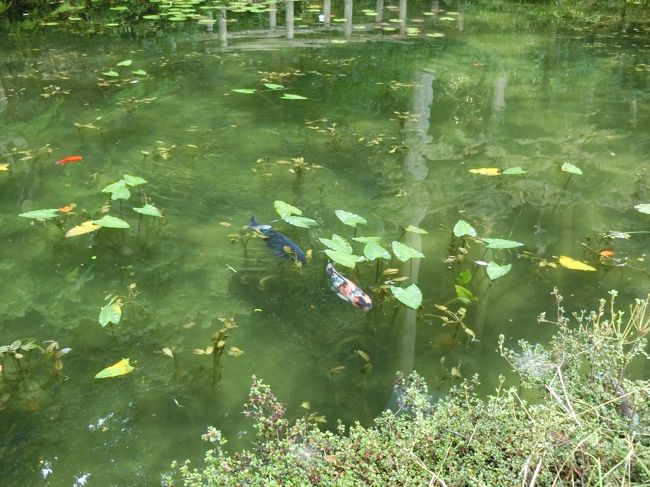 日本百名山★「駒ケ岳」「乗鞍岳」を目指して長野県へ<br /><br />8/11 岐阜県関市板取「モネの池」寄り道鑑賞<br />8/12 駒ケ岳 濃霧と雨と「頂上空中散歩」<br />8/13 乗鞍岳 雷注意報発令中 遭遇「雷鳥の親子」 <br />8/14 乗鞍岳ご来光 「ご来光」と「富士山」と「穂高連峰」<br />