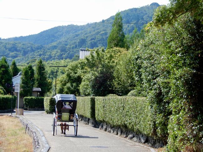 早朝の嵯峨野 清々しい竹林の緑に癒されて ～  落柿舎 静かな洛西を歩く